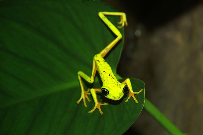 Night Walk Experience at Natura Eco Park, (frogs snakes mammals insects birds) - Is $56 a fair price?