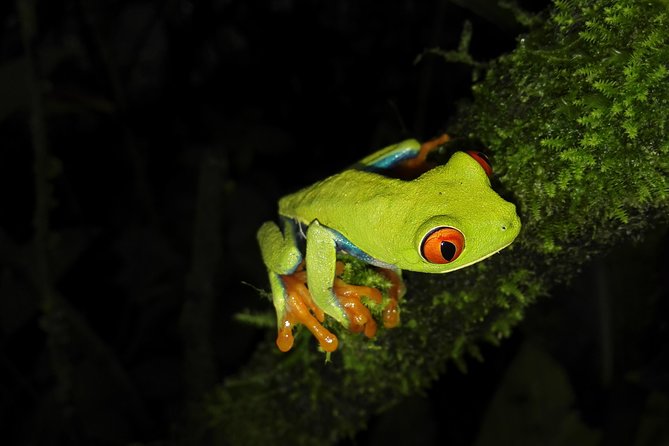 Night Walk Experience at Natura Eco Park, (frogs snakes mammals insects birds) - Snakes, insects, and small surprises
