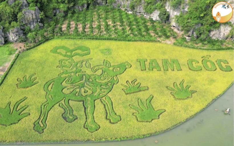 NINH BINH DAY TRIP: HOA LU,MUA CAVES &THUNG NHAM BIRD VALLEY - Why this day trip works as a first look at Ninh Binh