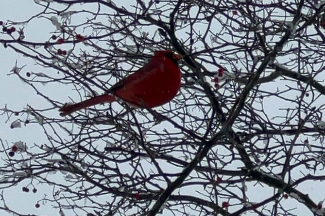 NYC Beginner Private Birdwatching Tour - Key points to know before booking