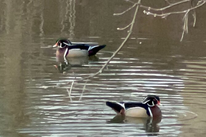 NYC Beginner Private Birdwatching Tour - One hour in The Ramble