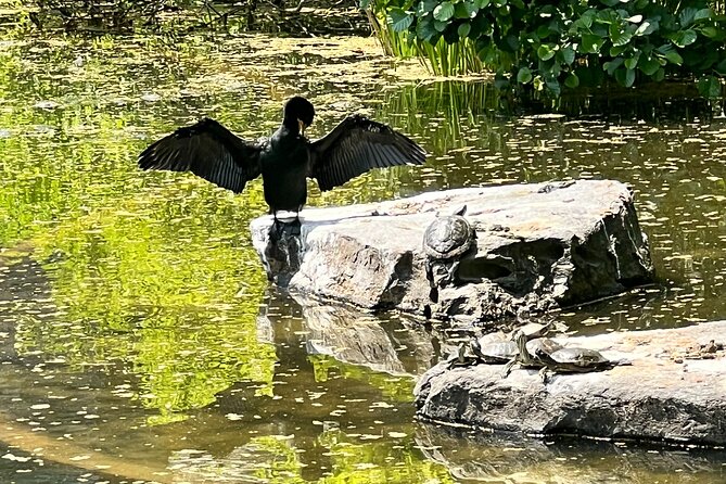 NYC Beginner Private Birdwatching Tour - A quieter pause at Bow Bridge