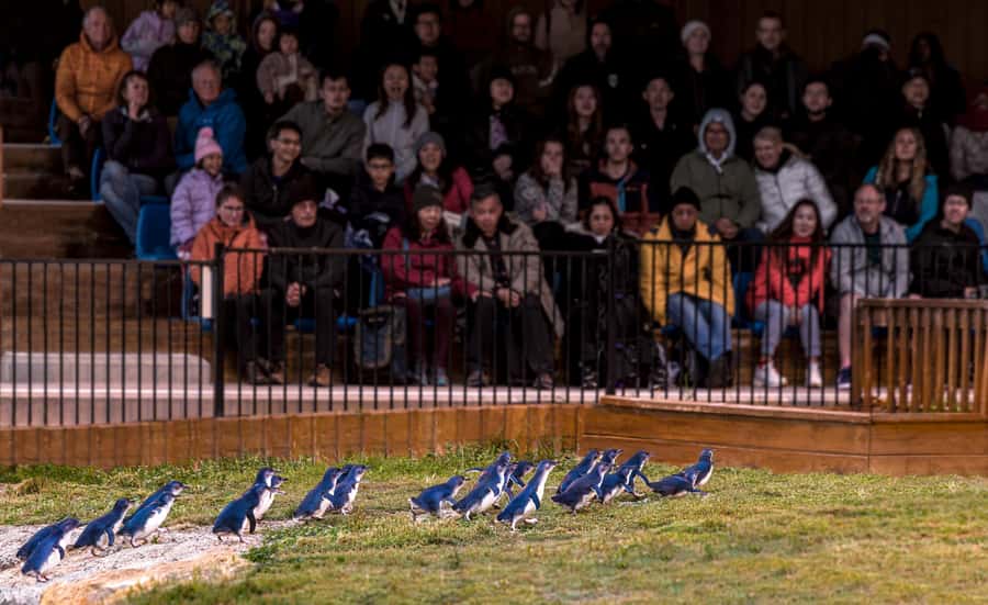 Oamaru: Penguins Evening Viewing Ticket - Key points at a glance