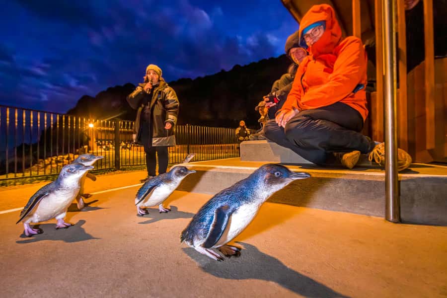 Oamaru: Penguins Evening Viewing Ticket - Watching Oamaru’s penguins come home