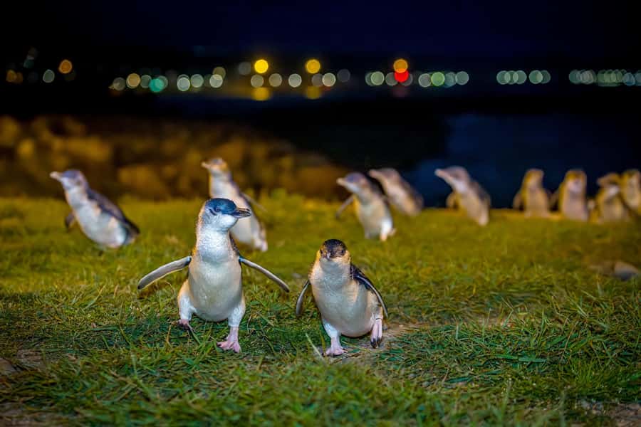 Oamaru: Penguins Evening Viewing Ticket - Why the no-photo rule matters