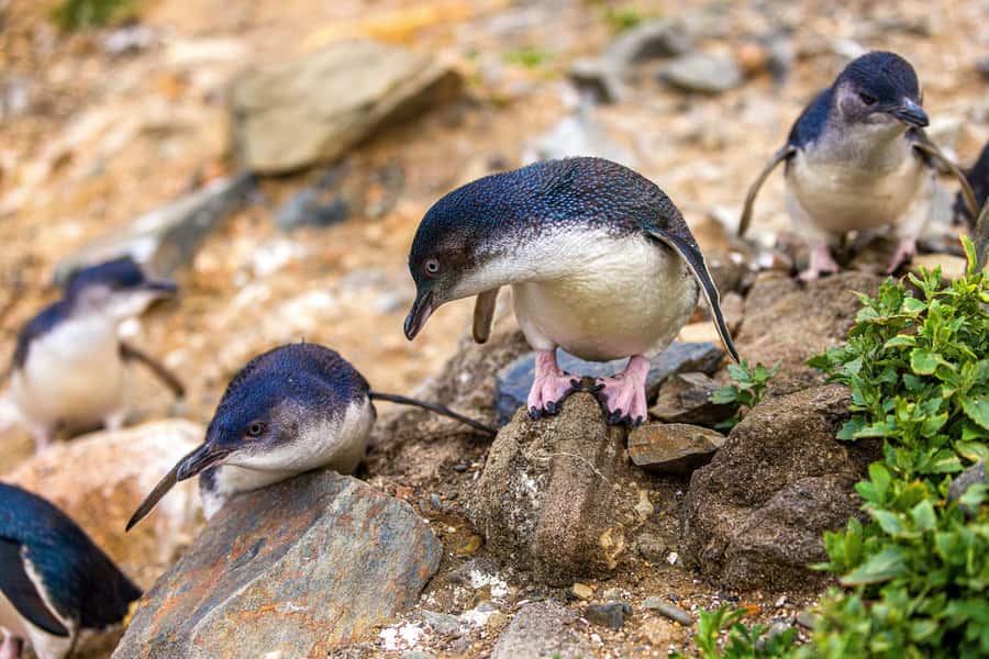 Oamaru: Penguins Evening Viewing Ticket - General seating, premium views, and what changes
