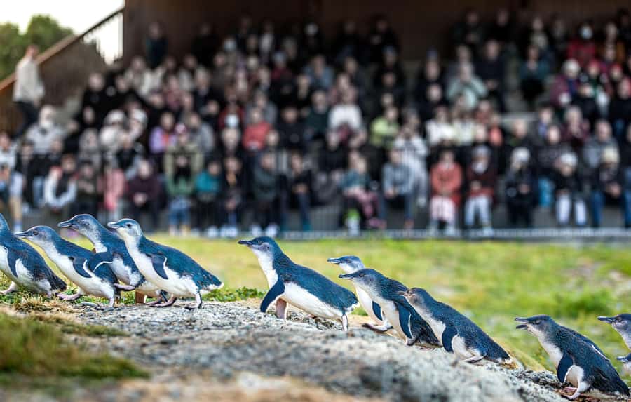 Oamaru: Penguins Evening Viewing Ticket - A simple 90-minute evening at the colony