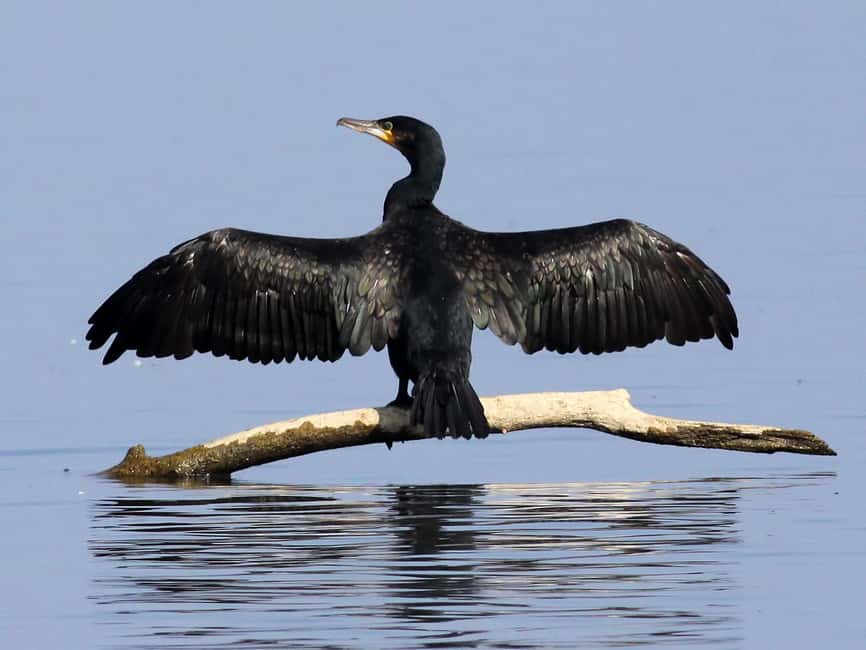 Óbidos: Lagoon Birdwatching Tour with Local Biologist - From Porta da Vila to a very different Óbidos