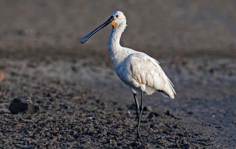 Óbidos: Lagoon Birdwatching Tour with Local Biologist - Why the lagoon matters