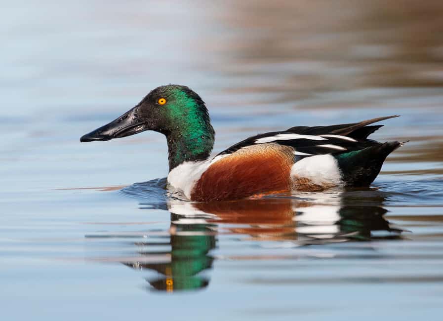 Óbidos: Lagoon Birdwatching Tour with Local Biologist - Who will enjoy this most