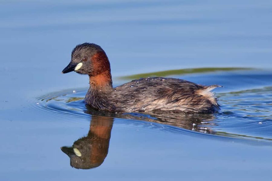 Óbidos: Lagoon Birdwatching Tour with Local Biologist - FAQ