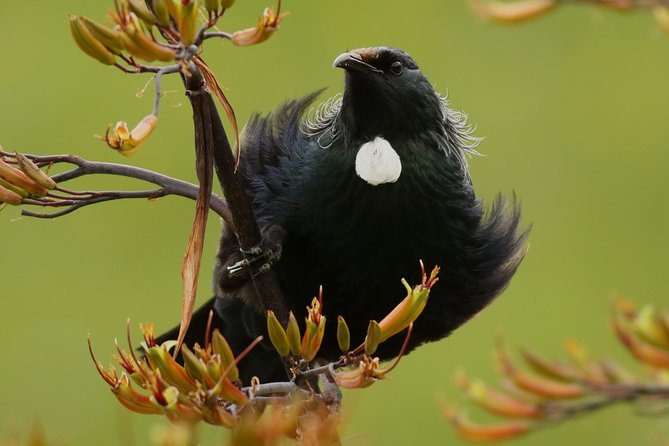 One Day Birding Adventure - Why this birding day is different
