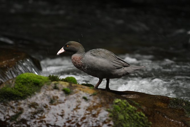 One Day Birding Adventure - Wetlands and shorebird sites around the Bay of Plenty
