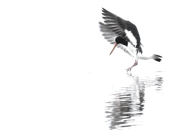 One Day Birding Adventure - A guide who can make the birds easier to find