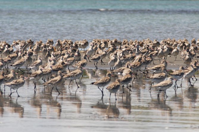 One Day Birding Adventure - What the $309.67 price includes