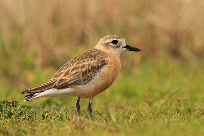 One Day Birding Adventure - Lunch, transport, and the rhythm of the day