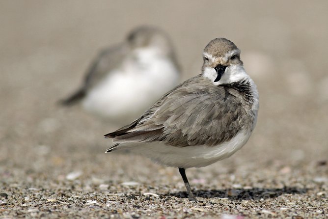 One Day Birding Adventure - Who will enjoy this most