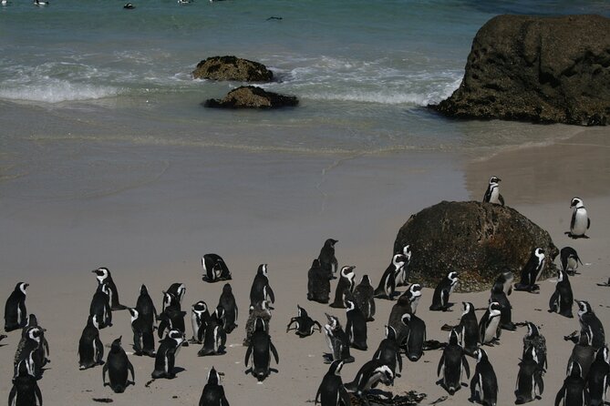One Day Cape of Good and Penguin Colony Expedition from Cape Town - Camps Bay and the Atlantic coast