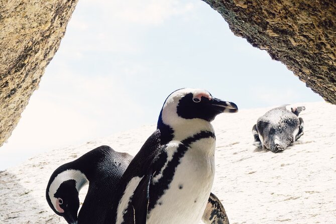 One Day Cape of Good and Penguin Colony Expedition from Cape Town - Hout Bay and the optional seal boat