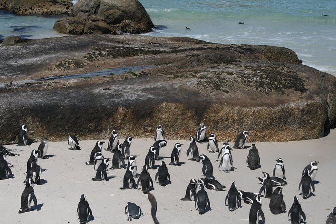 One Day Cape of Good and Penguin Colony Expedition from Cape Town - Lunch and Victorian charm in Simons Town