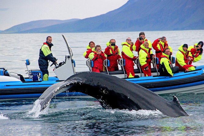 Original Big Whale Safari & Puffins Speedboat Tour from Húsavík - Getting ready at the Gentle Giants office