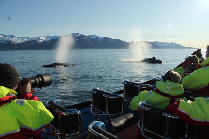 Original Big Whale Safari & Puffins Speedboat Tour from Húsavík - Puffin Island from April through August