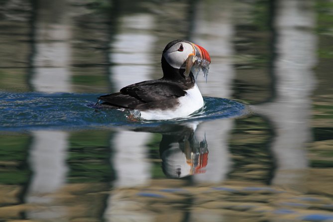 Original Big Whale Safari & Puffins Speedboat Tour from Húsavík - What the guide and captain add