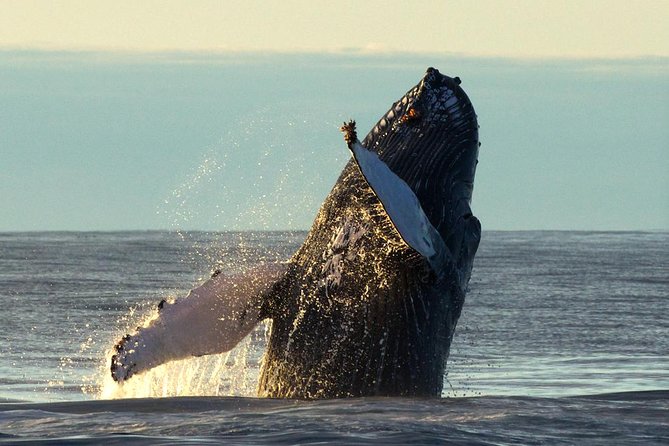 Original Big Whale Safari & Puffins Speedboat Tour from Húsavík - Is $180.27 good value for two hours?
