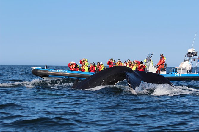 Original Big Whale Safari & Puffins Speedboat Tour from Húsavík - Who should choose this tour?