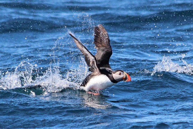 Original Big Whale Safari & Puffins Speedboat Tour from Húsavík - Riding the RIB across Skjálfandi Bay