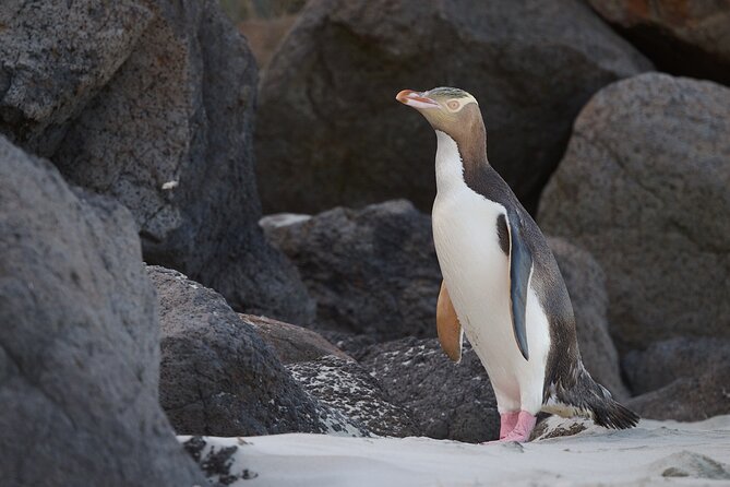 Otago Peninsula In-Depth Tour & Blue Penguins Pukekura Experience - Cold, darkness, and the practical side of waiting