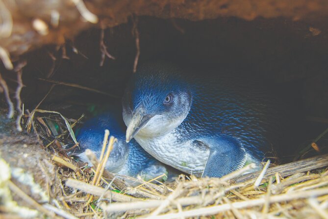Otago Peninsula In-Depth Tour & Blue Penguins Pukekura Experience - How the guides shape the experience