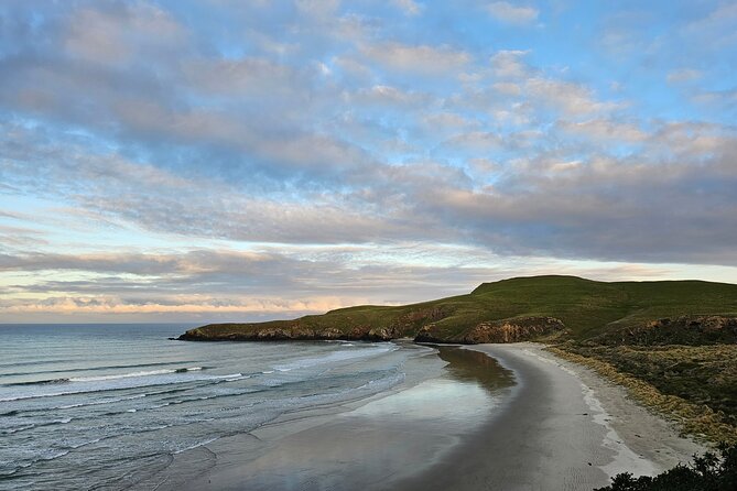Otago Peninsula In-Depth Tour & Blue Penguins Pukekura Experience - Is $102.39 a fair price?