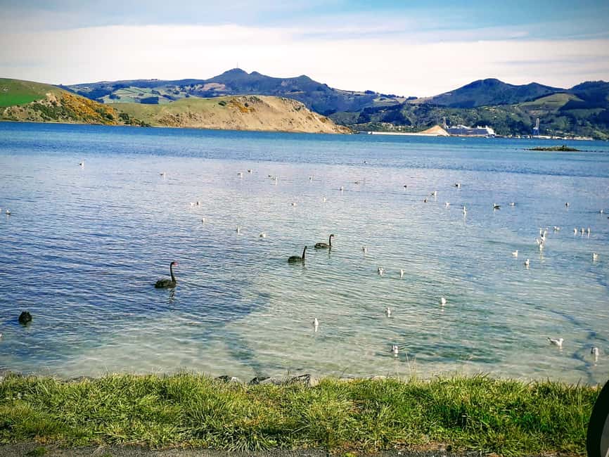 Otago Peninsula Scenery & Little Blue Penguin tour - Why the penguins are only half the story