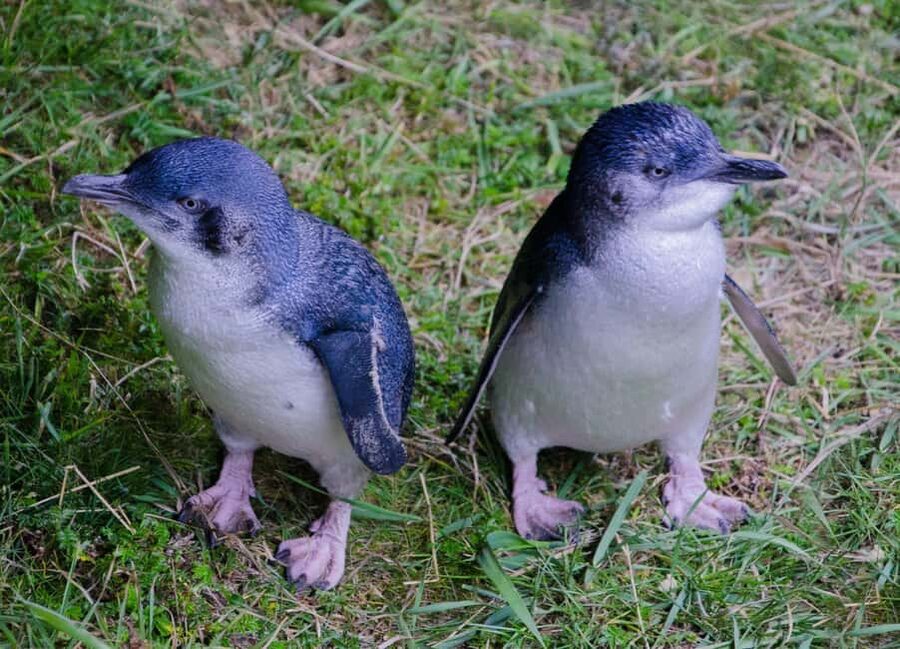 Otago Peninsula Scenery & Little Blue Penguin tour - Hooper’s Inlet and the low-tide bird show