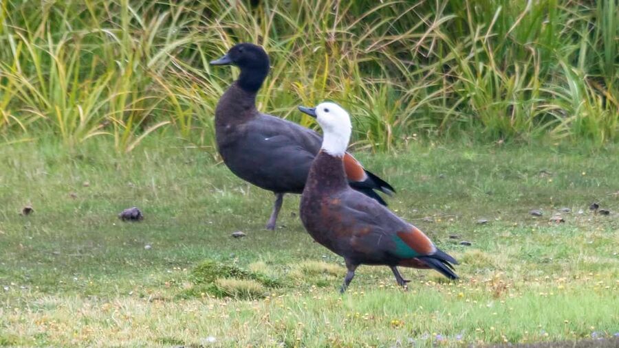 Otago Peninsula Scenery & Little Blue Penguin tour - Why Asta’s guiding matters