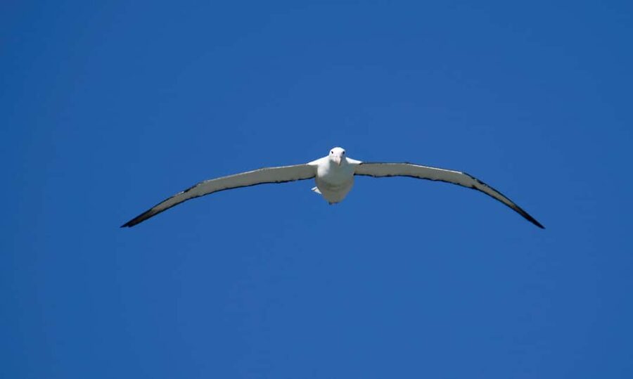 Otago Peninsula Scenery & Little Blue Penguin tour - Walking, weather, and comfort