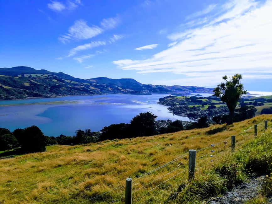 Otago Peninsula Scenery & Little Blue Penguin tour - From the Octagon to Highcliff Road