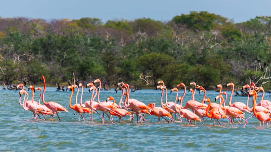 Palomino: Sanctuary of Flamingos Day Tour - What makes this tour worth considering