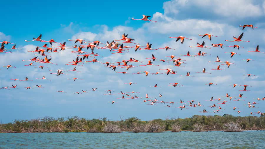 Palomino: Sanctuary of Flamingos Day Tour - Leaving Palomino for La Guajira