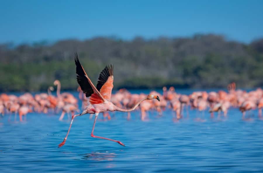 Palomino: Sanctuary of Flamingos Day Tour - Taking the boat onto the salty lagoon