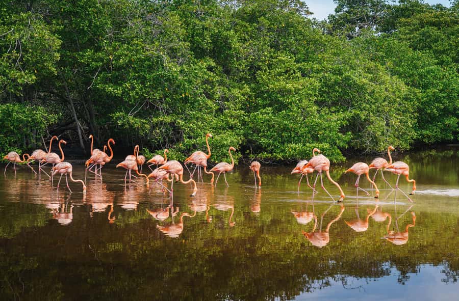 Palomino: Sanctuary of Flamingos Day Tour - Who will enjoy this six-hour trip
