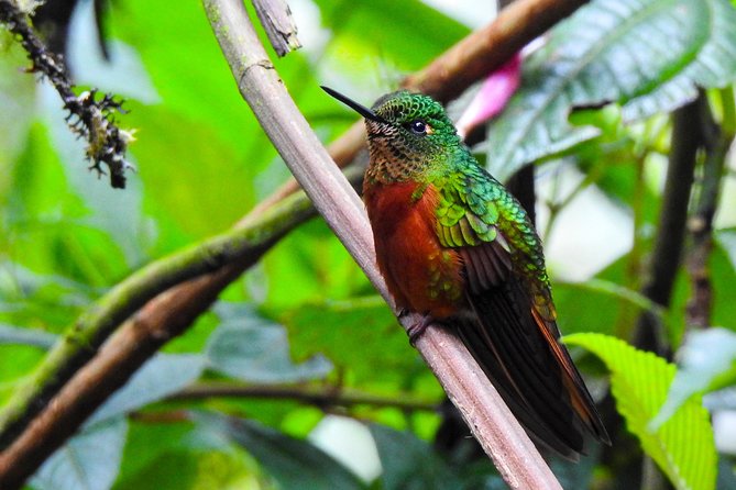 Papallacta Hot Springs & Guango Birding Reserve Private Tour - Papallacta hot springs: the main event