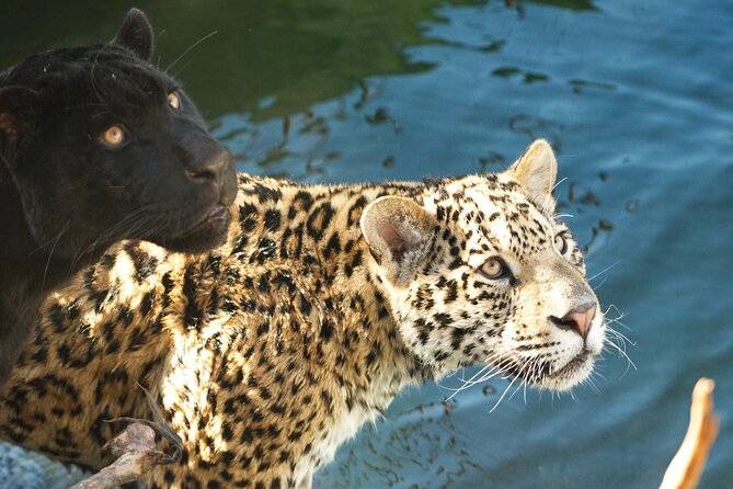Parrot World Immersive Wildlife Park Entry Ticket next to Paris - Key points to know before you go