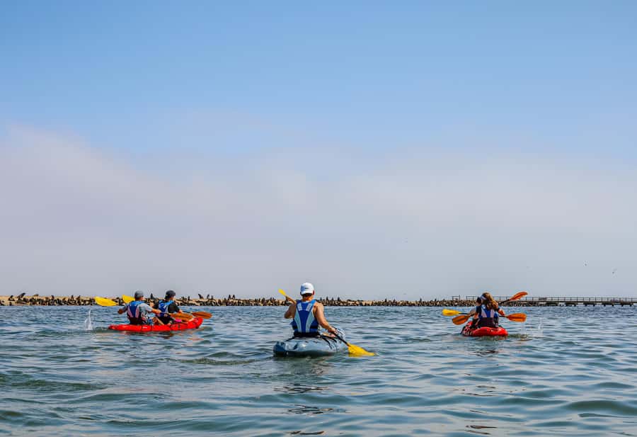 Pelican Point: Kayak with Seals Experience - Should you book the Pelican Point kayak trip?