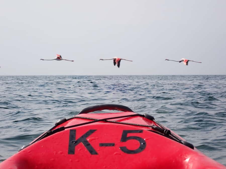 Pelican Point: Kayak with Seals Experience - The morning catamaran ride across Walvis Bay