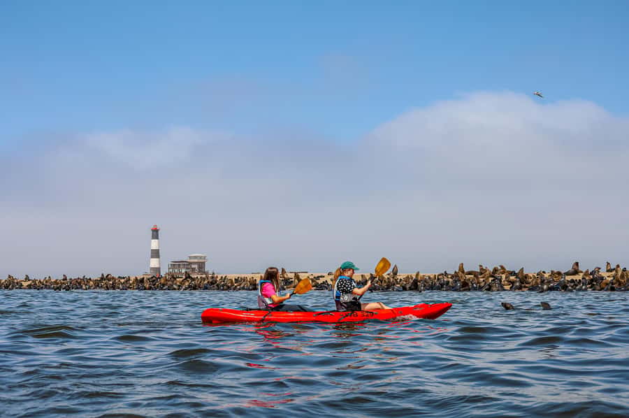 Pelican Point: Kayak with Seals Experience - Kayaking beside the Cape Fur seals