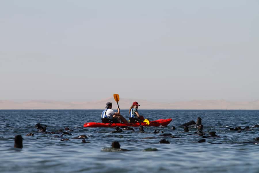 Pelican Point: Kayak with Seals Experience - The small breakfast that follows the cold water