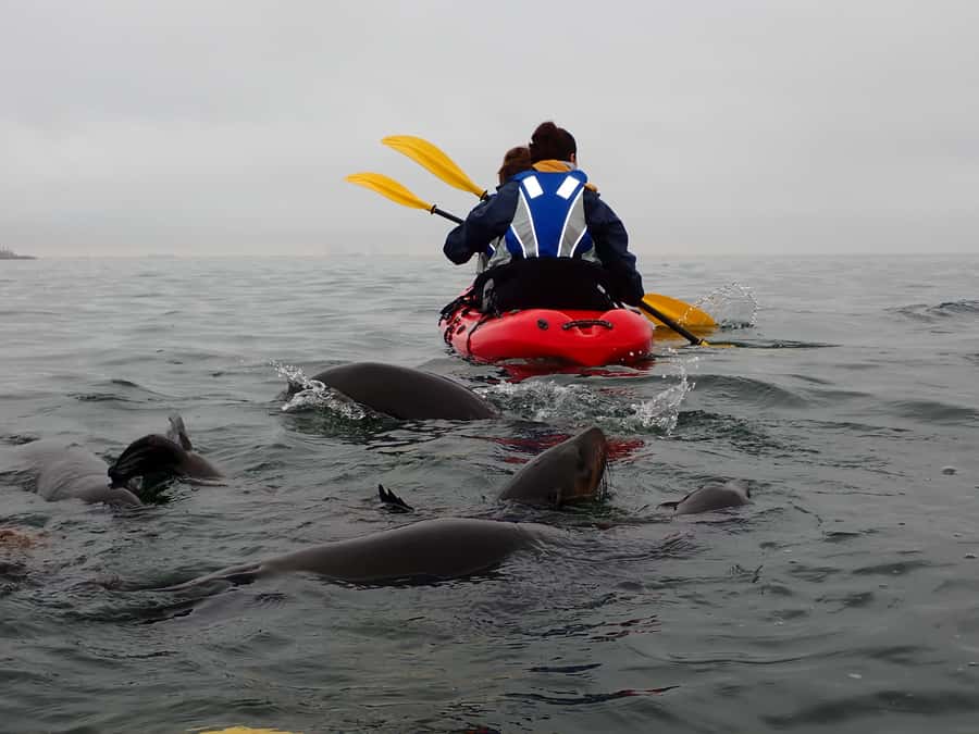 Pelican Point: Kayak with Seals Experience - Who will enjoy this experience most