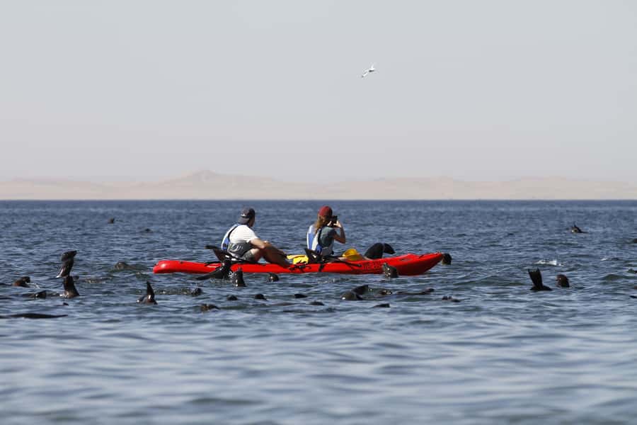 Pelican Point: Kayak with Seals Experience - Tips for making the morning more comfortable